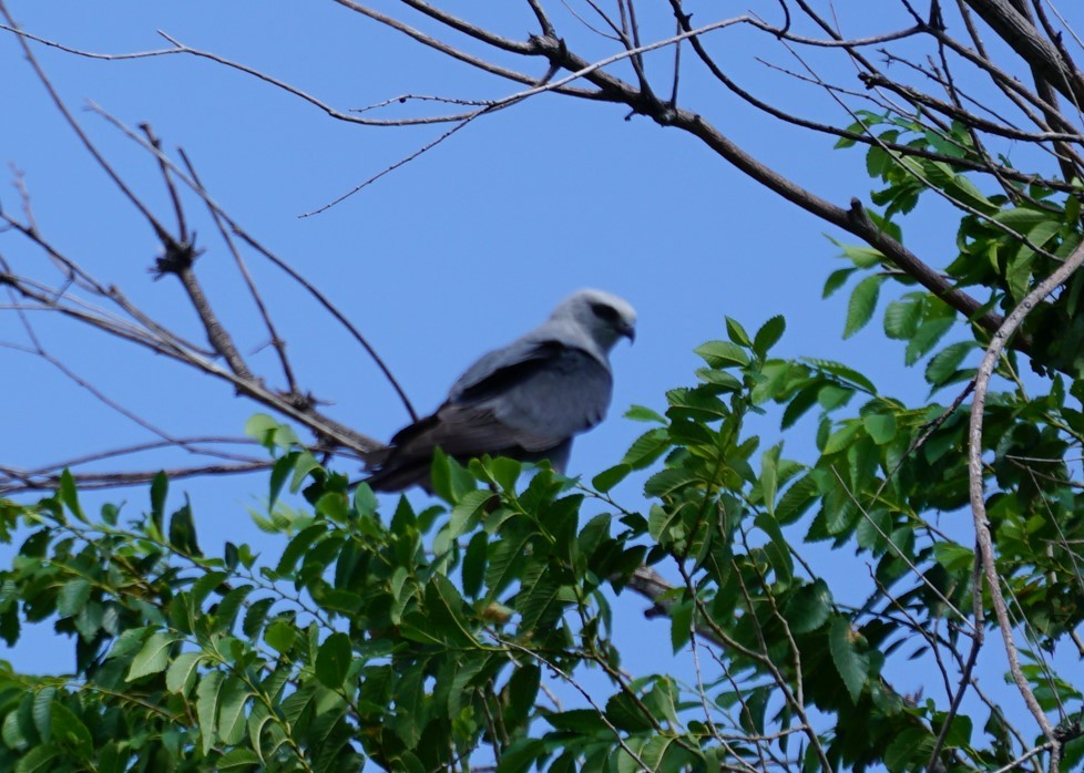 Mississippi Kite - ML620627401