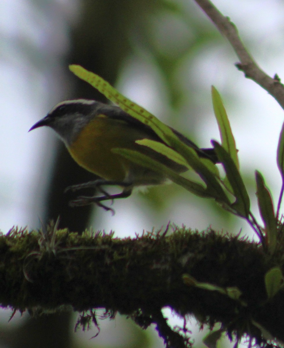 Bananaquit - ML620627403