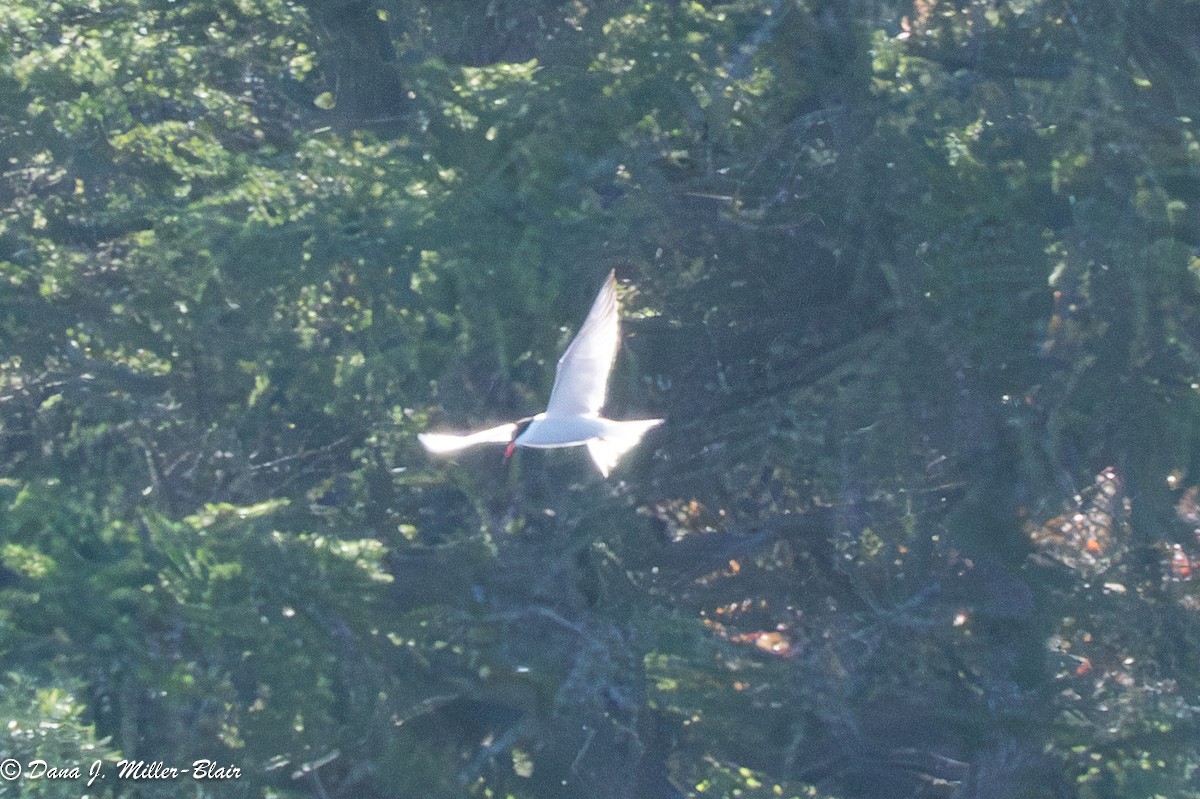 Common Tern - ML620627404