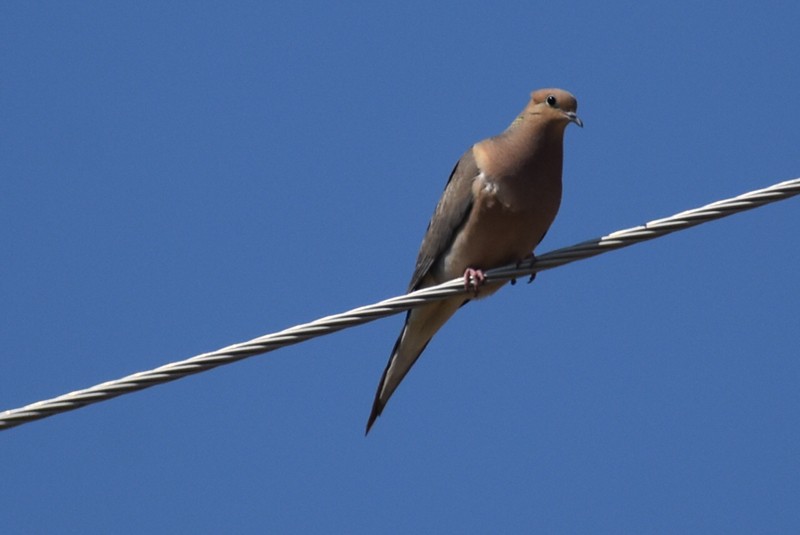 Mourning Dove - ML620627407