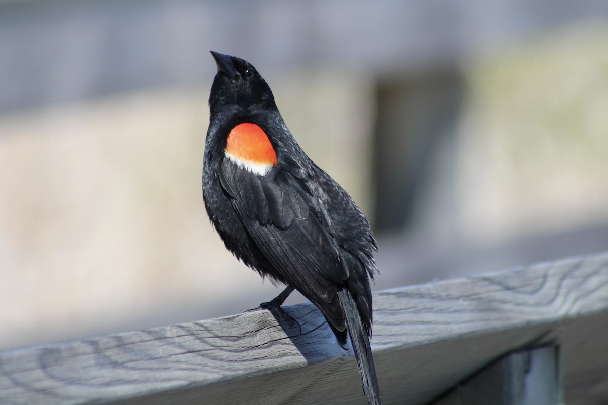 Red-winged Blackbird (Red-winged) - ML620627410