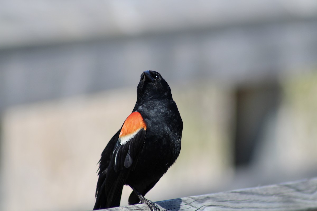 Red-winged Blackbird (Red-winged) - ML620627411
