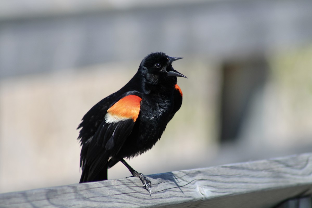 Red-winged Blackbird (Red-winged) - ML620627412