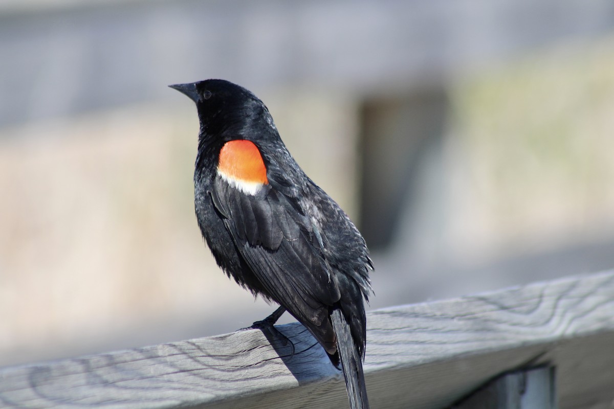 Red-winged Blackbird (Red-winged) - ML620627413