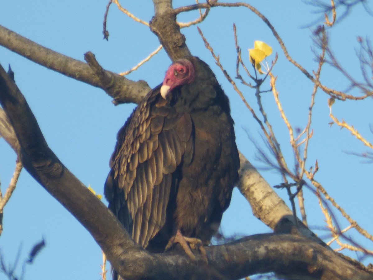 Turkey Vulture - ML620627422
