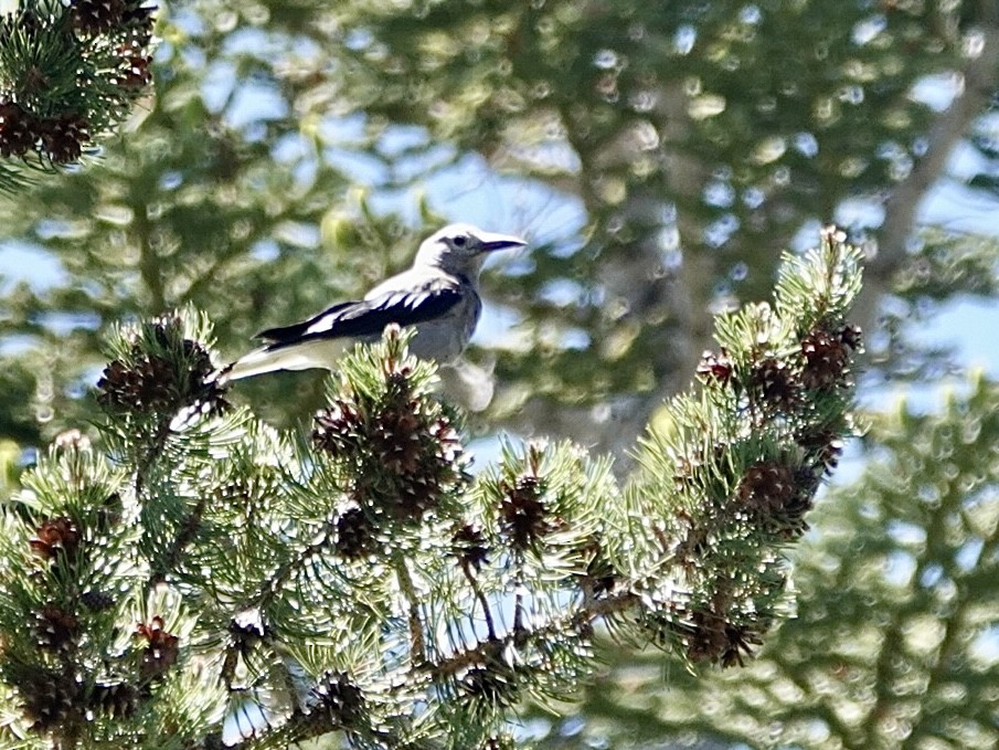 Clark's Nutcracker - ML620627423