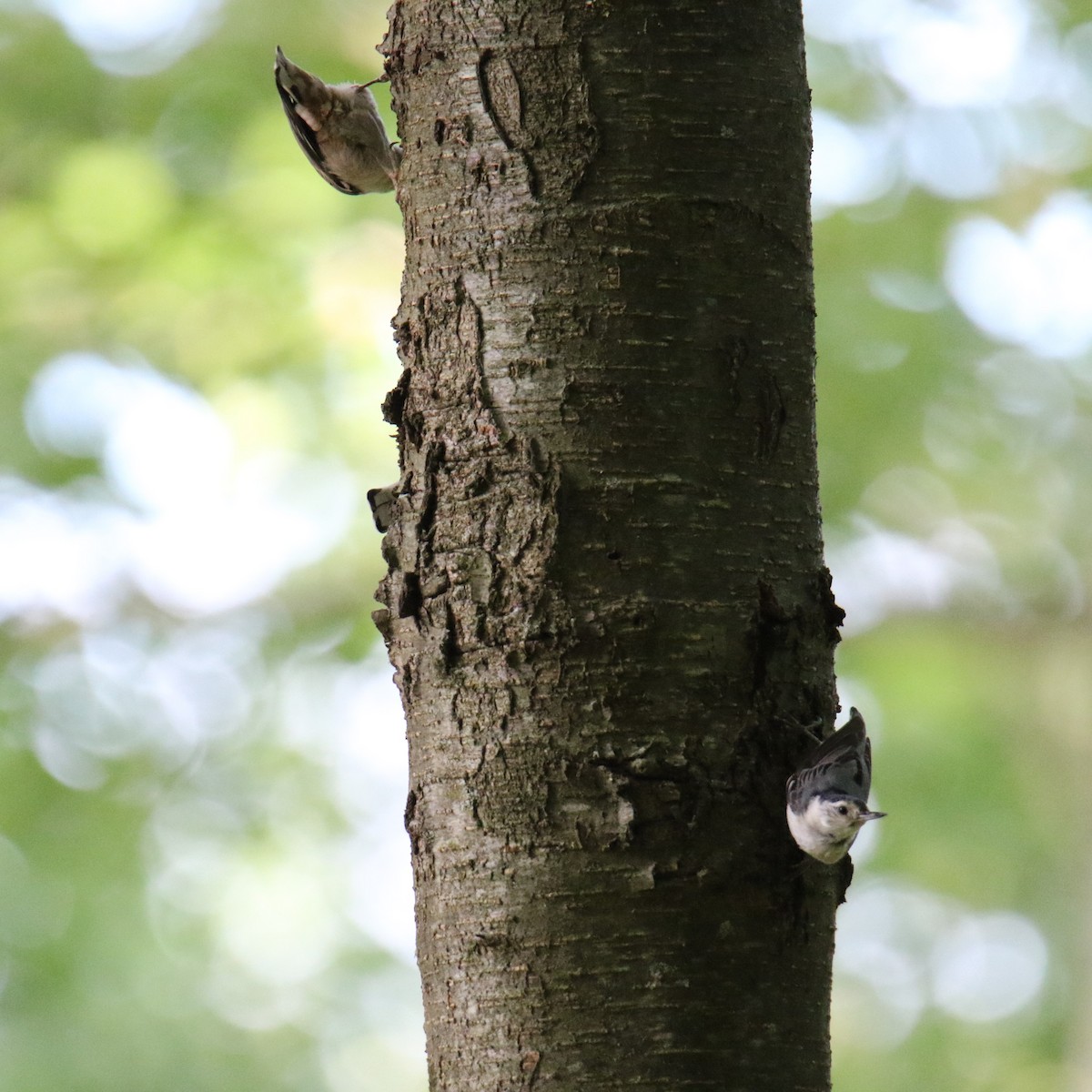 White-breasted Nuthatch - ML620627425