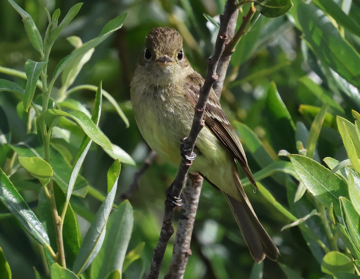 Western Flycatcher - ML620627426