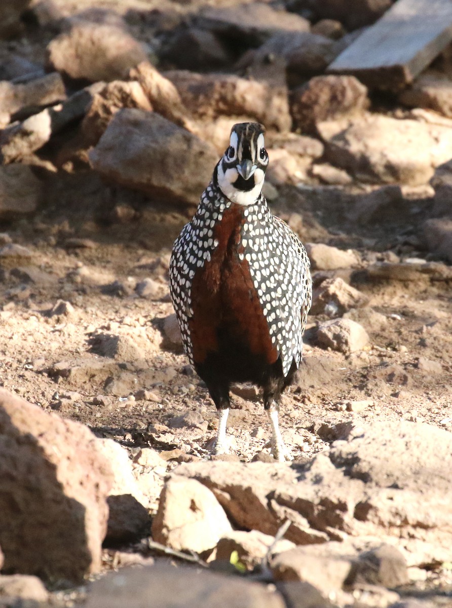 Montezuma Quail - ML620627430