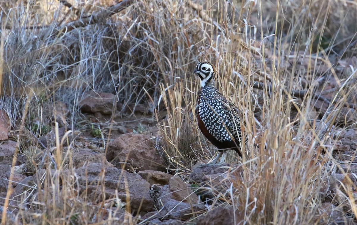 Montezuma Quail - ML620627434