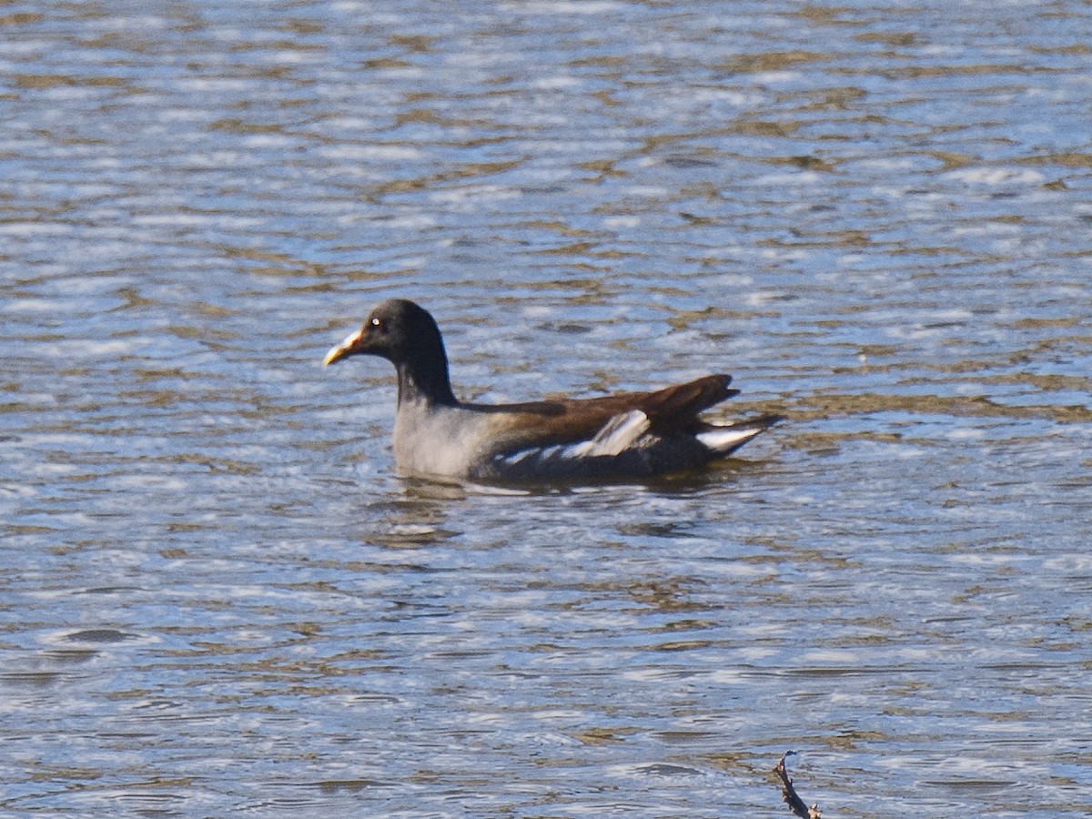 Gallinule d'Amérique - ML620627437