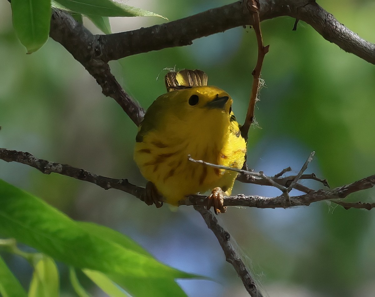 Yellow Warbler - ML620627443