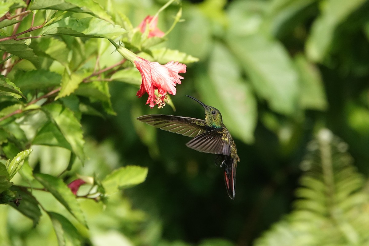 Dominikanermangokolibri - ML620627445