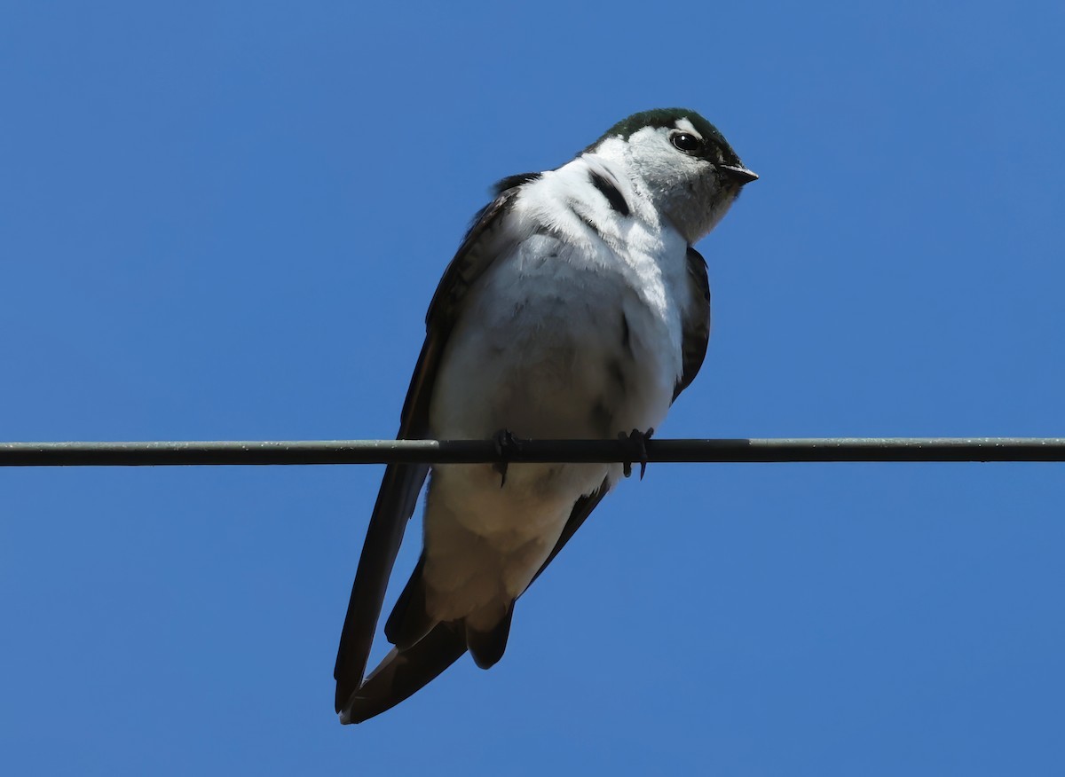 Hirondelle à face blanche - ML620627447