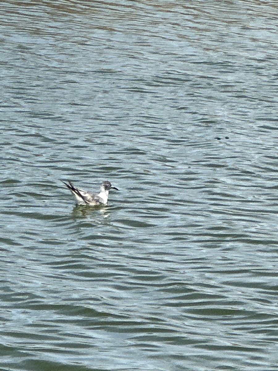 Bonaparte's Gull - ML620627448