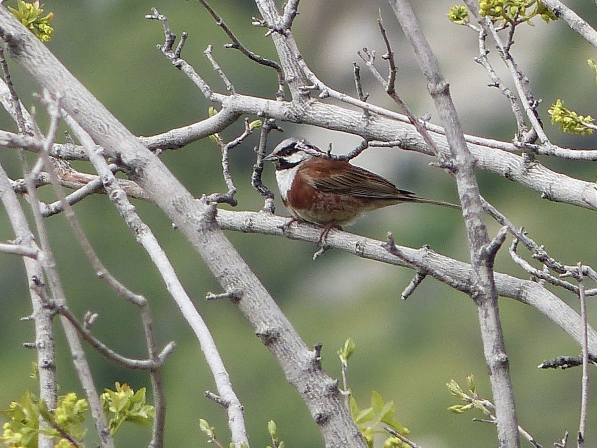 White-capped Bunting - ML620627450