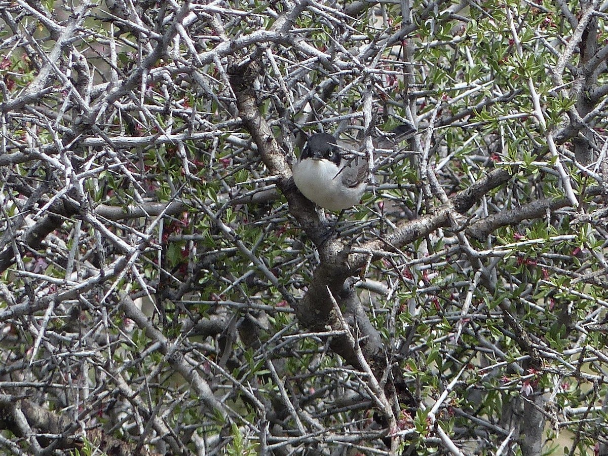 Eastern Orphean Warbler - ML620627456