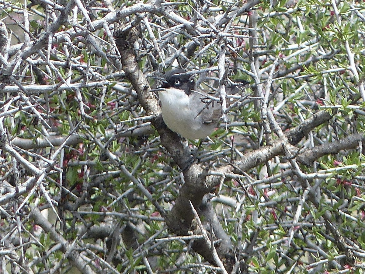 Fauvette orphéane - ML620627457