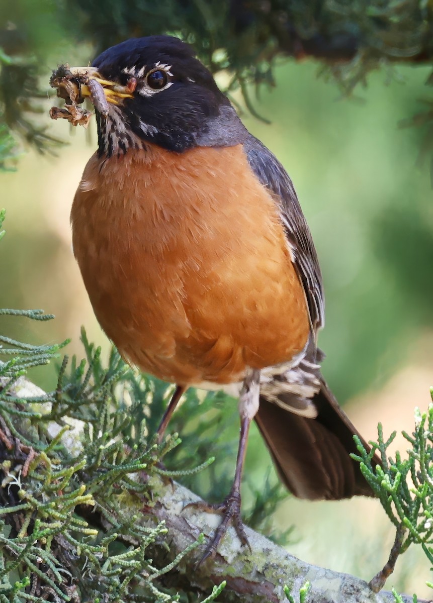 American Robin - ML620627458