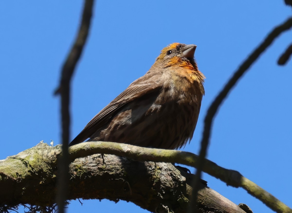 House Finch - ML620627460