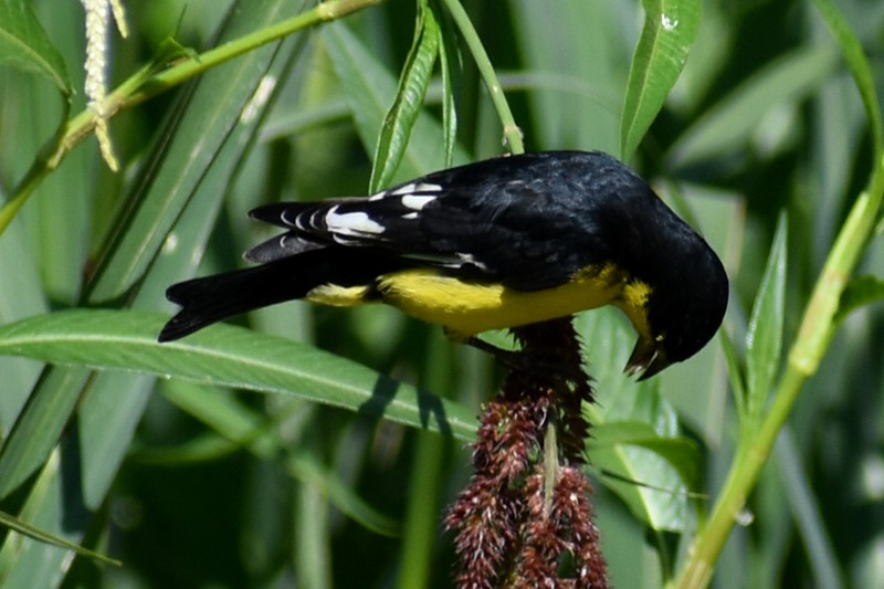 Lesser Goldfinch - ML620627465