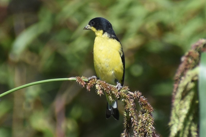 Lesser Goldfinch - ML620627467