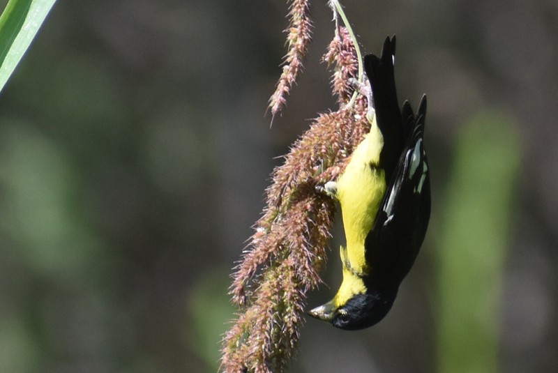 Lesser Goldfinch - ML620627468