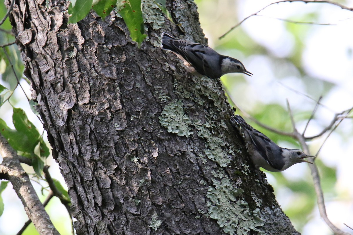 White-breasted Nuthatch - ML620627470