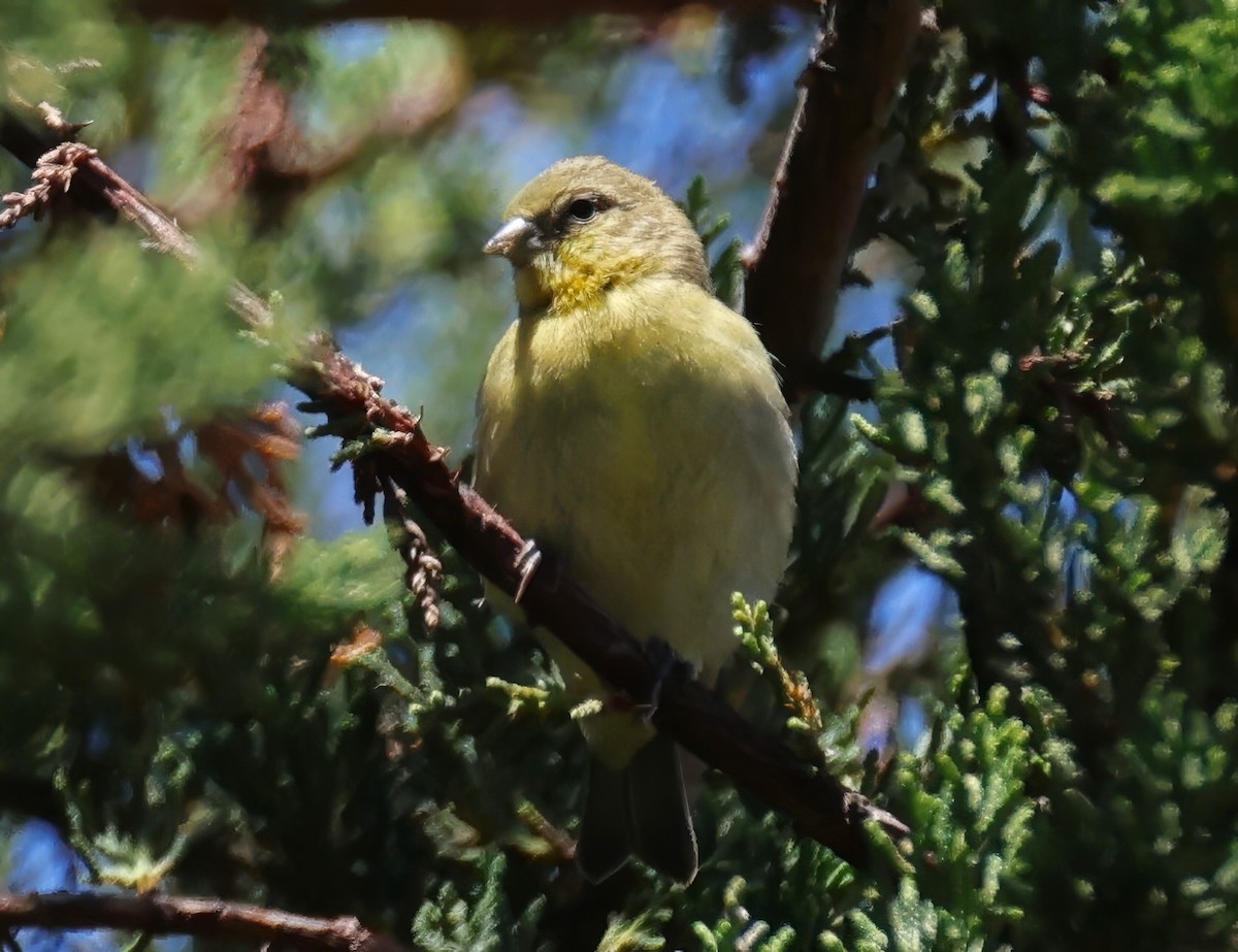 Lesser Goldfinch - ML620627471