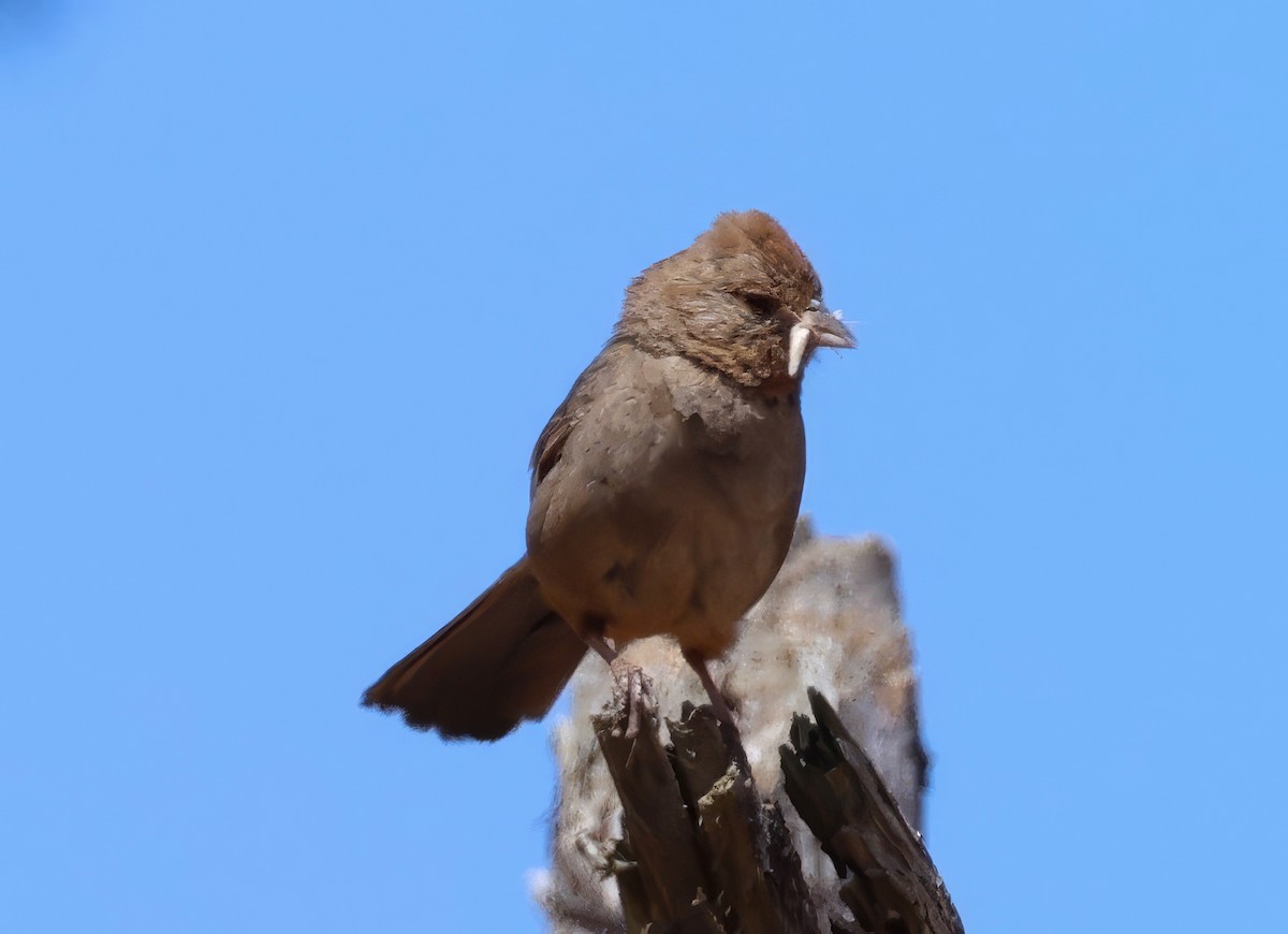 カリフォルニアムジトウヒチョウ - ML620627479