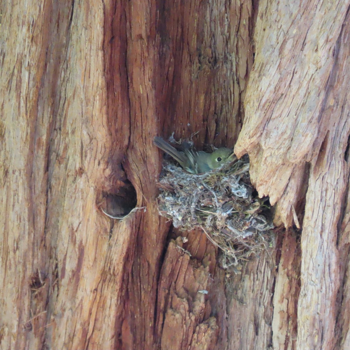 Western Flycatcher (Pacific-slope) - ML620627480