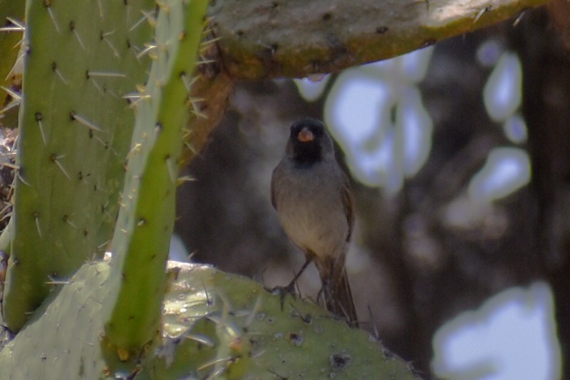 Black-chinned Sparrow - Adrian Romo Garcia