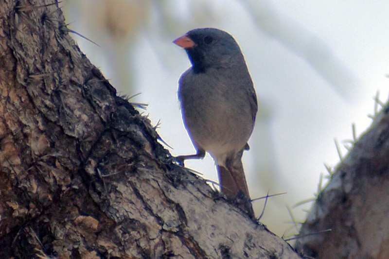 Black-chinned Sparrow - ML620627484