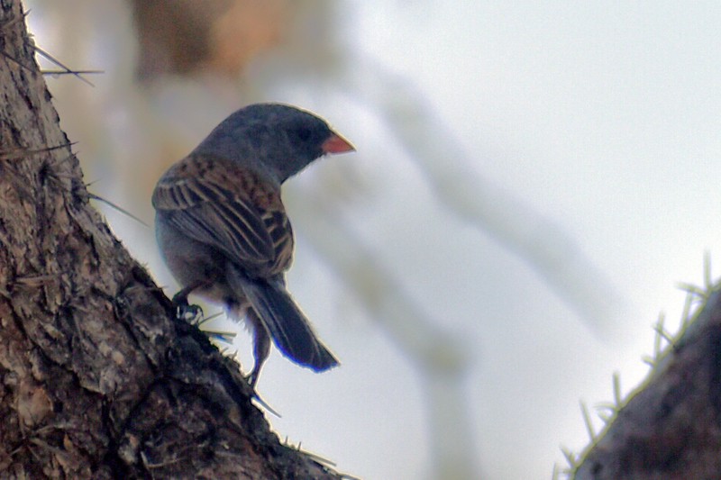 Black-chinned Sparrow - ML620627485