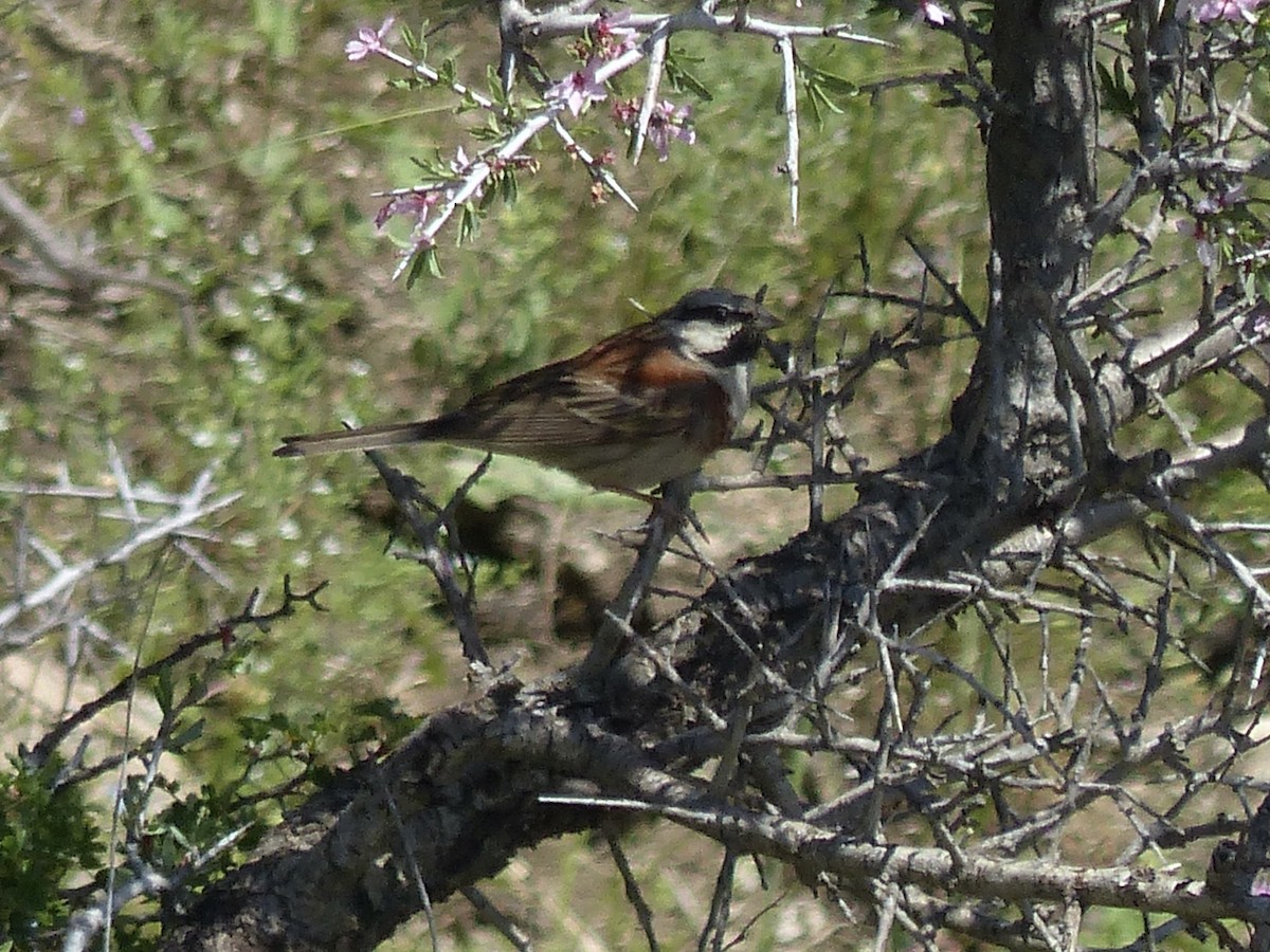 White-capped Bunting - ML620627490