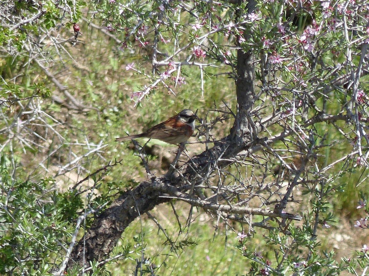 White-capped Bunting - Jenny Bowman