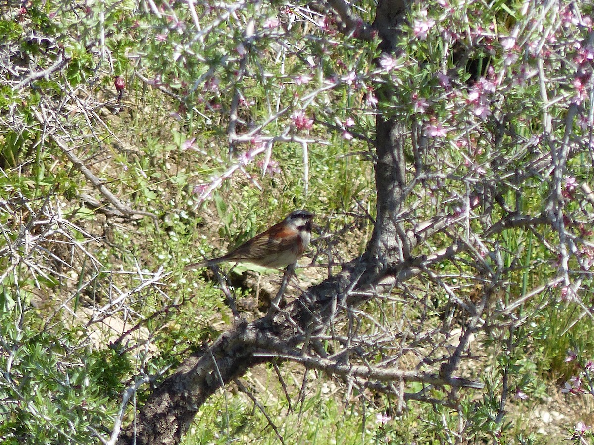 White-capped Bunting - Jenny Bowman