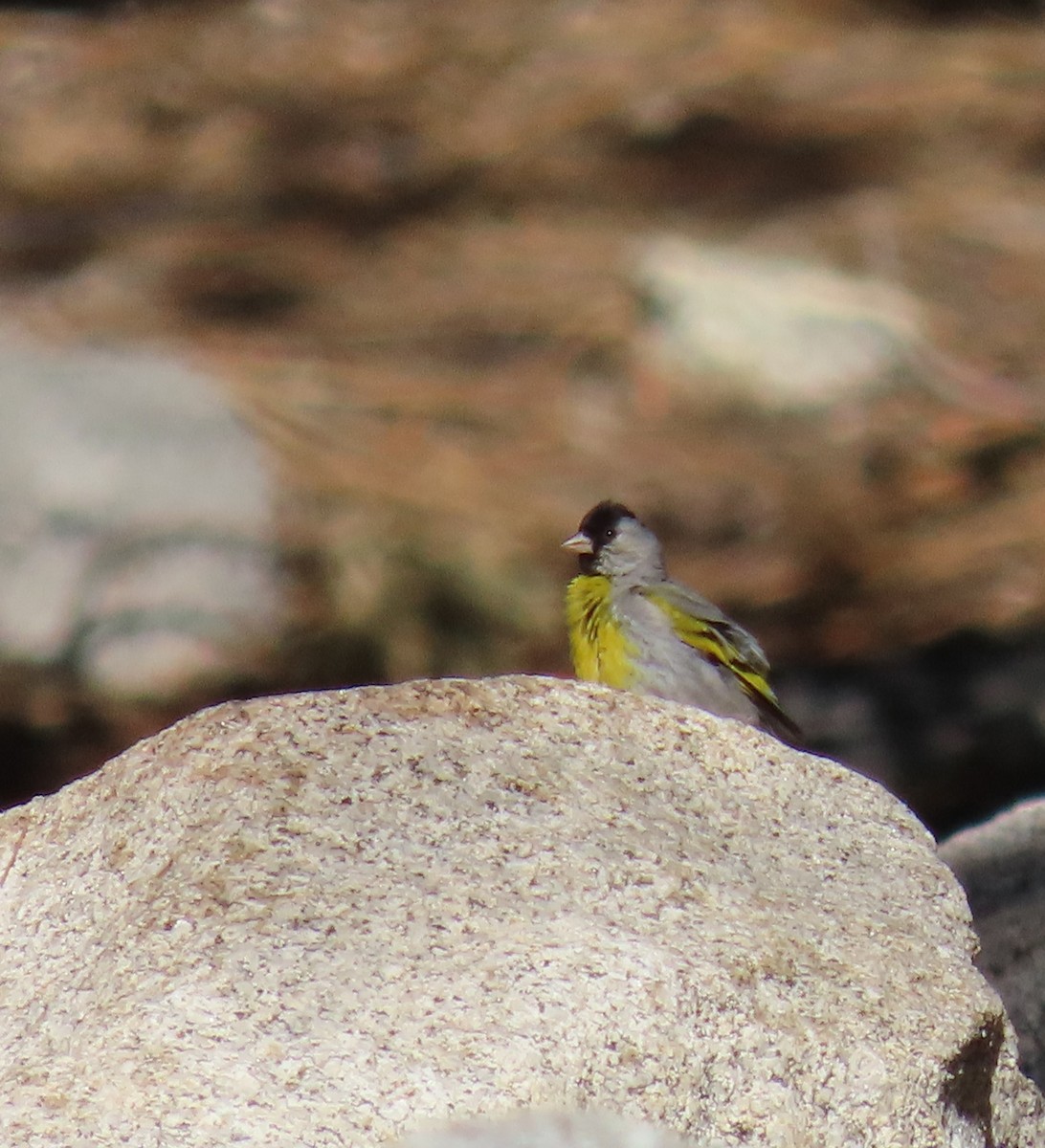 Lawrence's Goldfinch - ML620627494