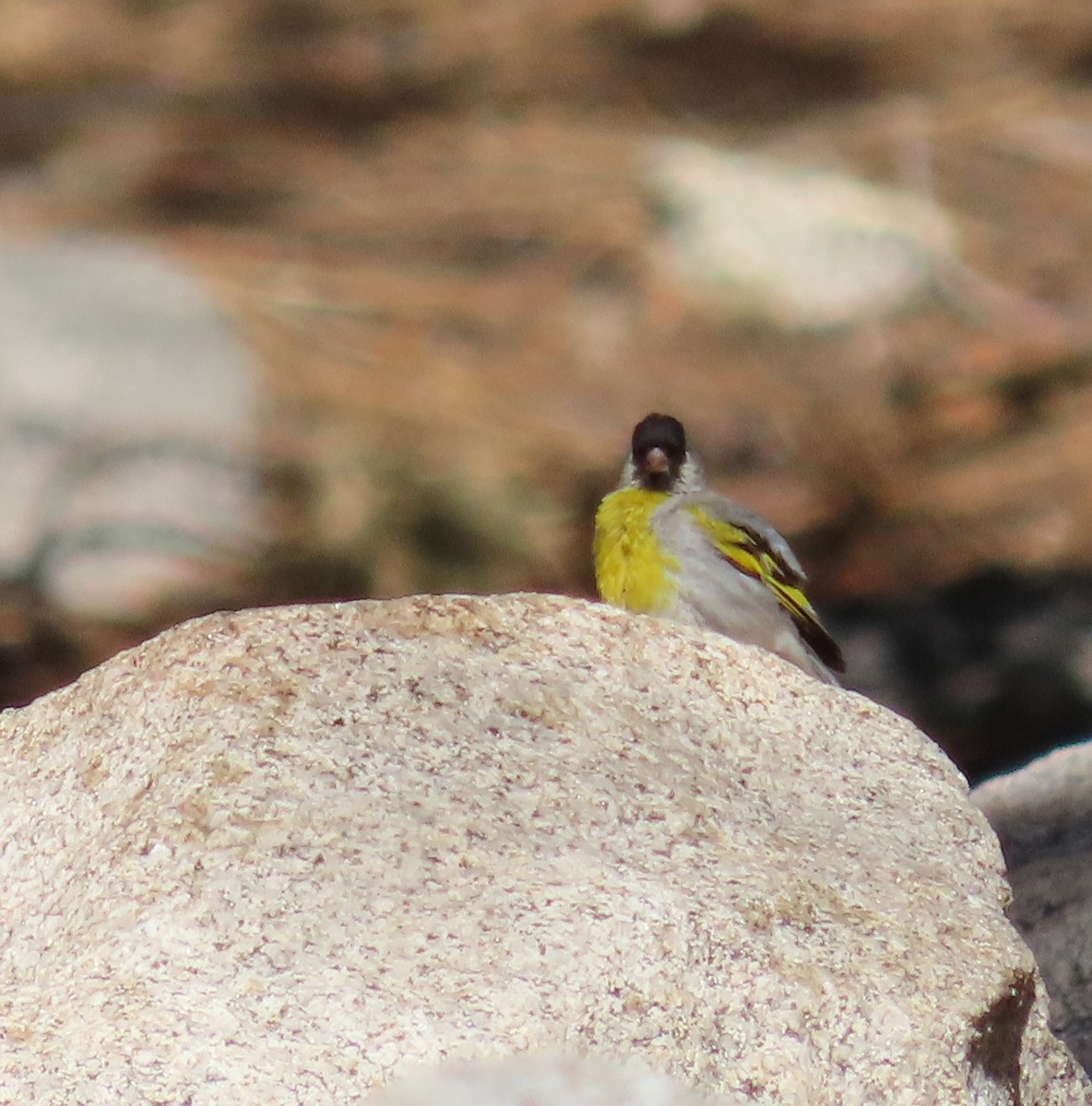 Lawrence's Goldfinch - ML620627495