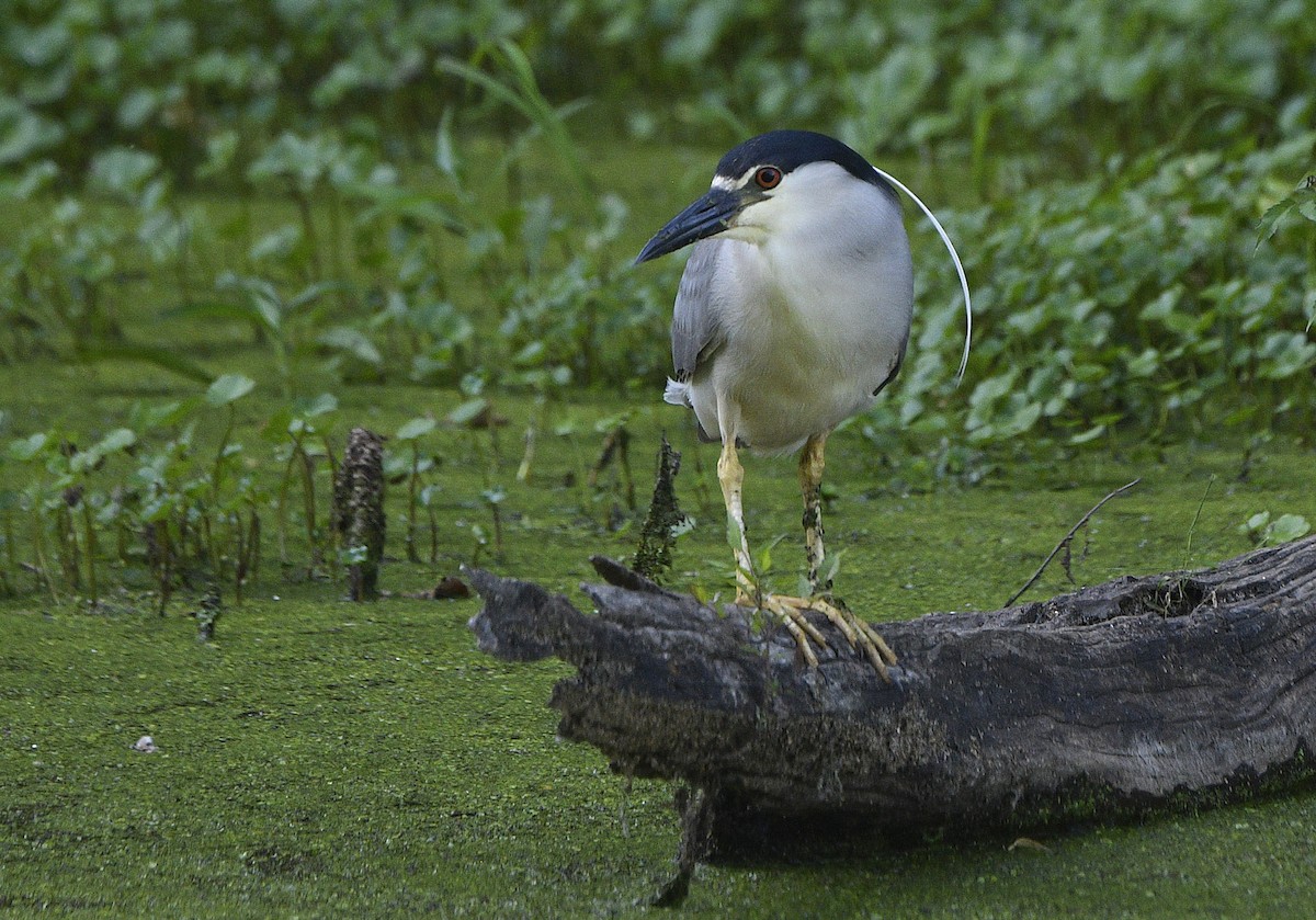 Black-crowned Night Heron - ML620627497