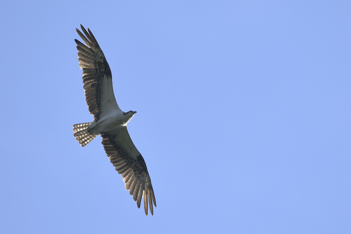 Balbuzard pêcheur - ML620627499