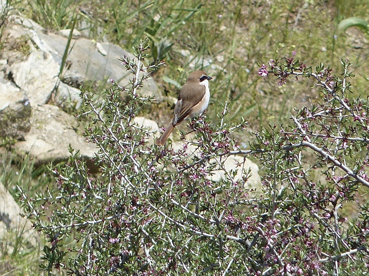 Red-tailed Shrike - ML620627500