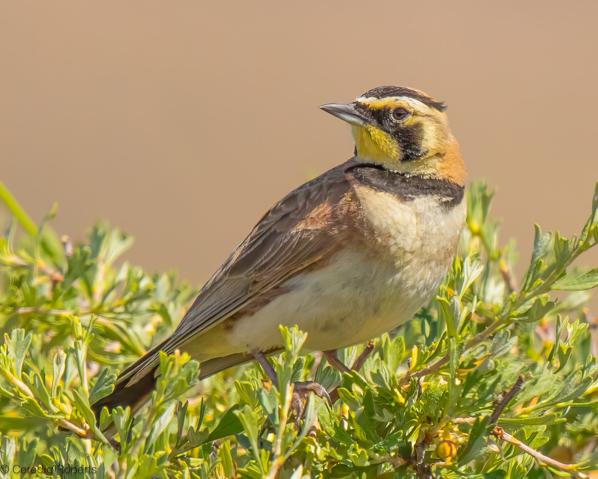 Horned Lark - ML620627501