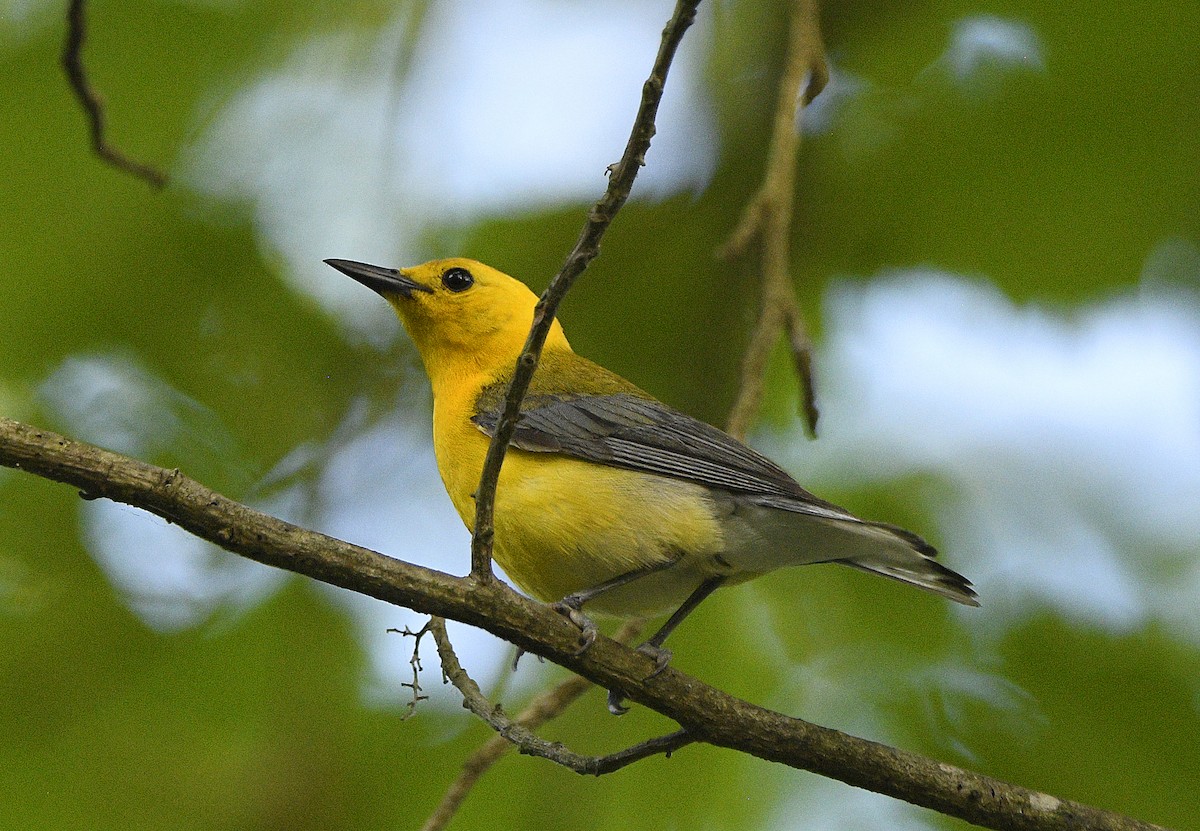 Prothonotary Warbler - ML620627502