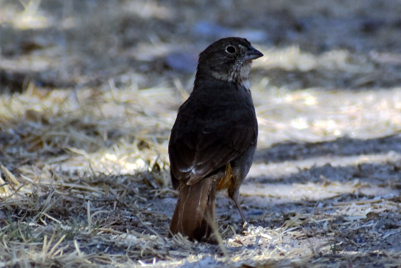 Canyon Towhee - ML620627504