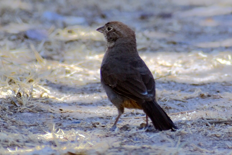 Canyon Towhee - ML620627505