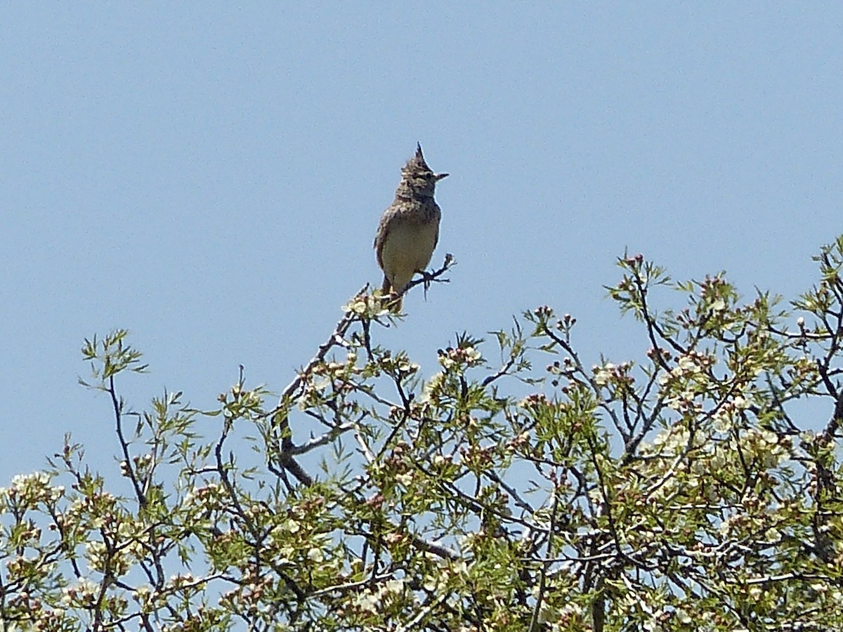 Crested Lark (Crested) - ML620627507