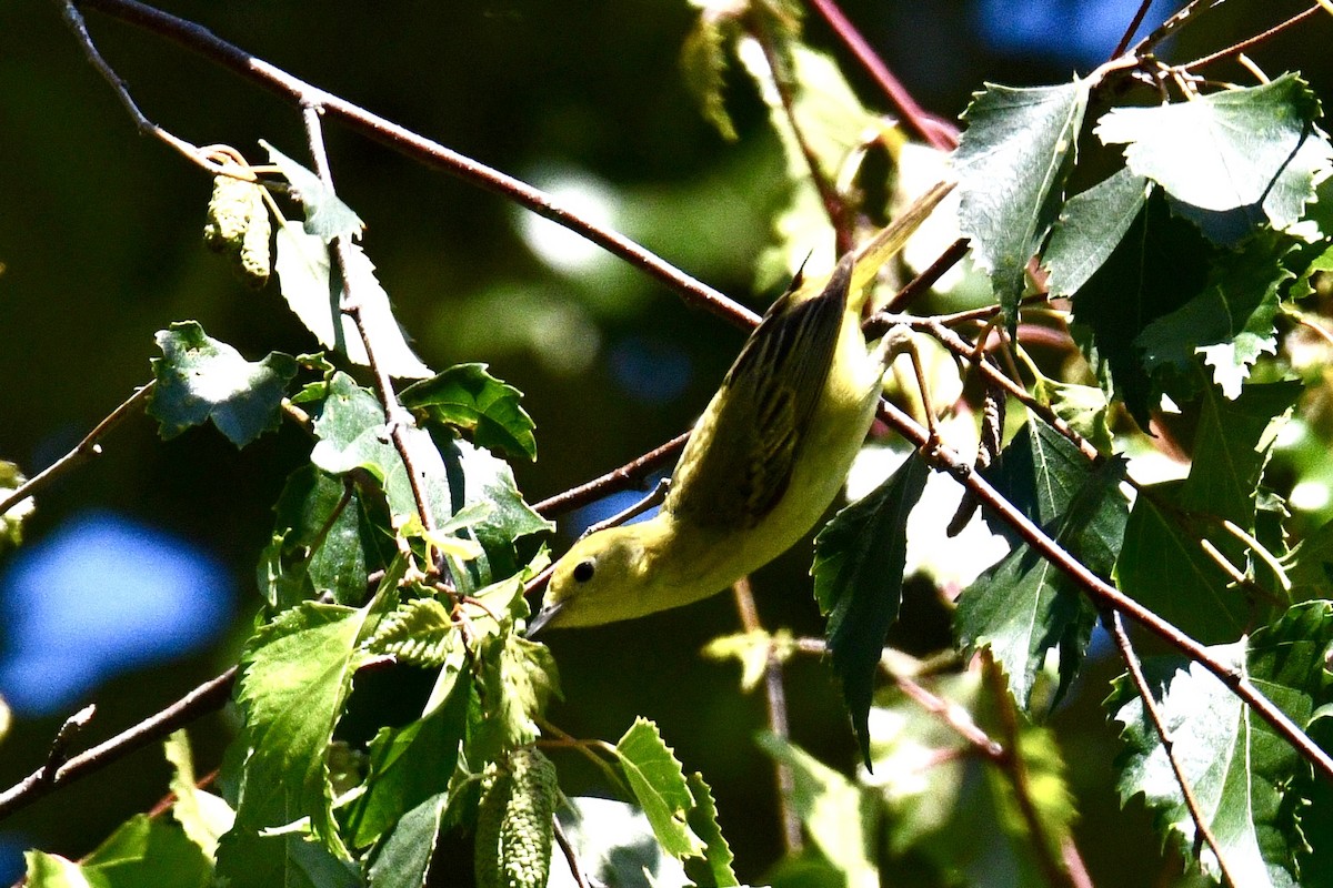 Yellow Warbler - ML620627512