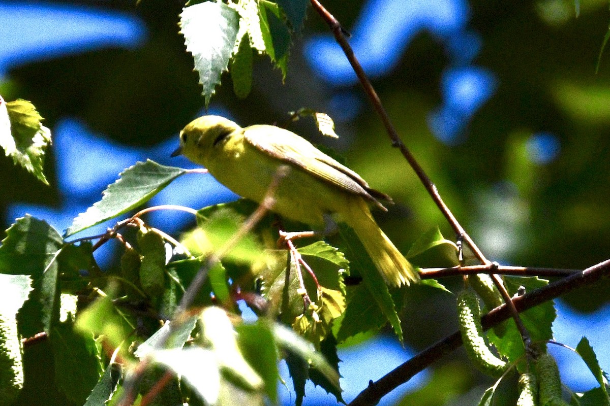 Yellow Warbler - ML620627513