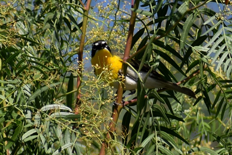 Yellow-breasted Chat - ML620627517